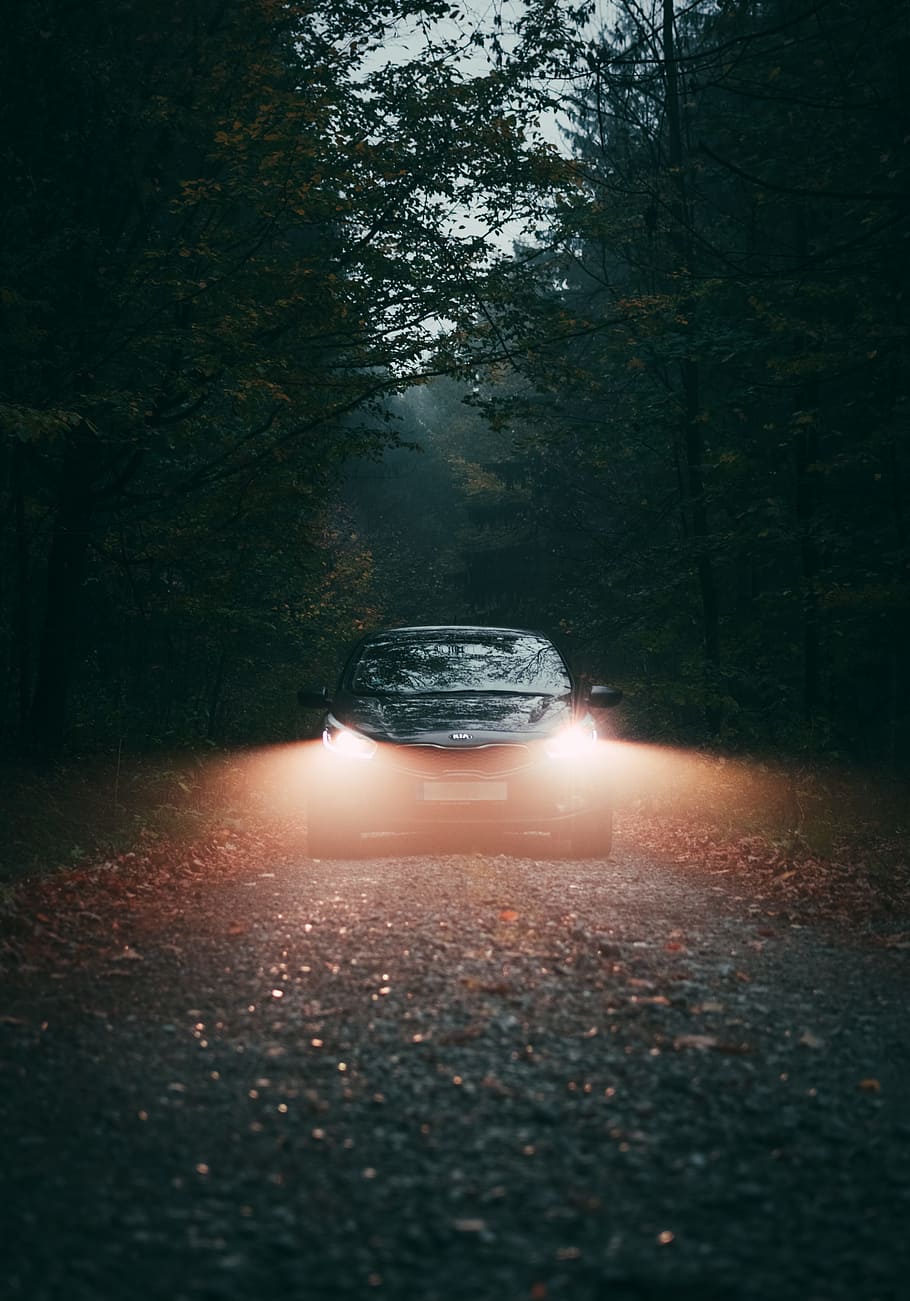 black vehicle, car, light, road, tree, mist, fog, leaf, leaves HD wallpaper