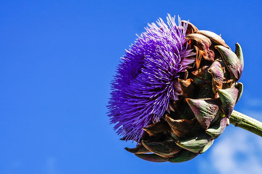 Artichoke flower 1080P, 2K, 4K, 5K HD wallpapers free download