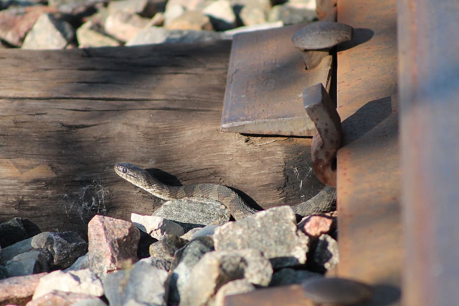 snake, rail, pebble, selective focus, metal, wood - material HD wallpaper