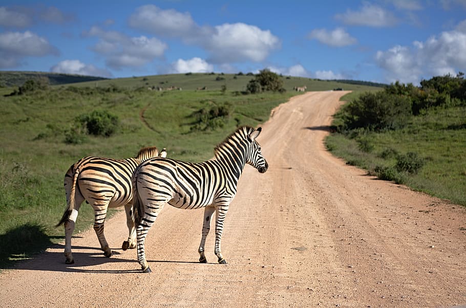 two zebras walking on brown path, animal, animal themes, striped HD wallpaper