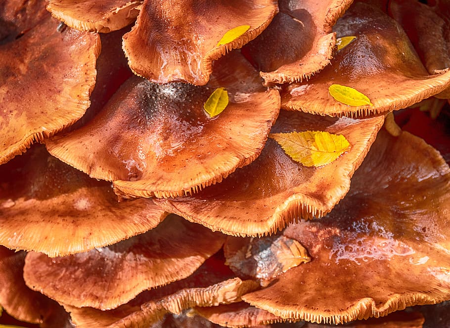 fungus, moss, autumn, food and drink, freshness, full frame HD wallpaper
