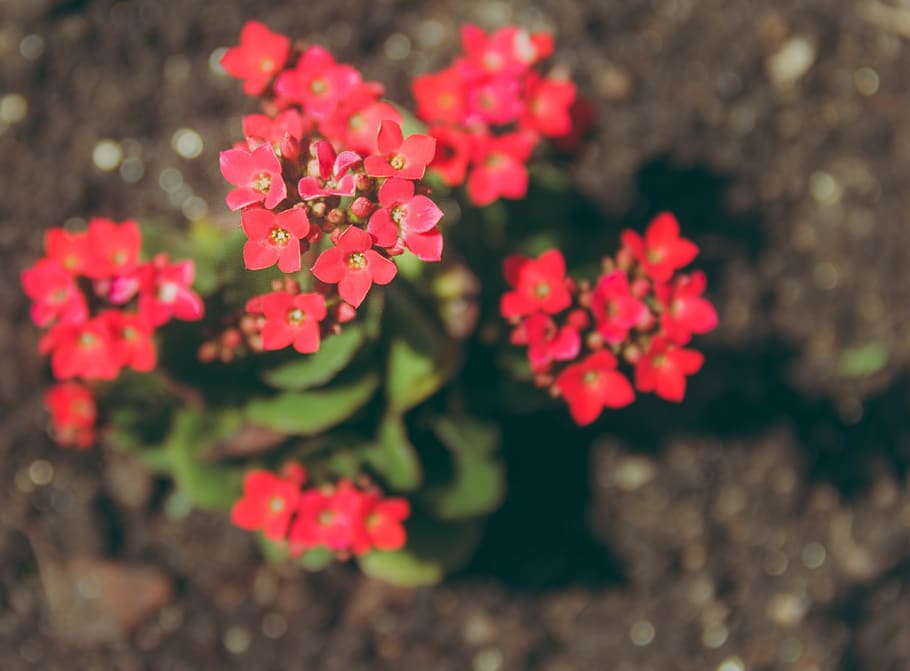 Close-up Photography of Kalanchoe Flowers, bloom, blooming, blossom HD wallpaper