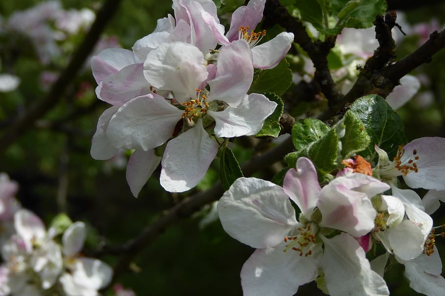 apple tree, blossom, bloom, fruit tree, close up, malus, apple blossom HD wallpaper