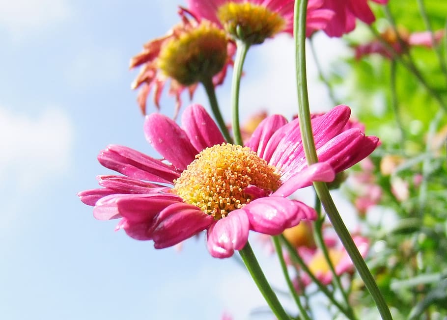 Pink Long and Layered Petaled Flower during Daytime, bloom, blossom HD wallpaper
