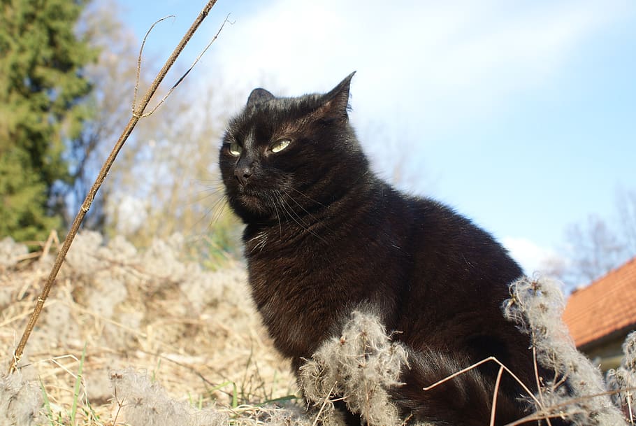cat, black, anger, feline, animals, nature, belgium, mammal HD wallpaper