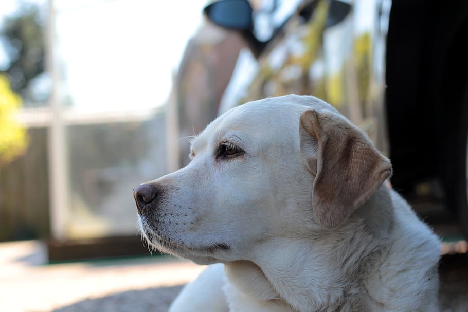 HD wallpaper: labrador, yellow, retriever, dog, pet, portrait, happy