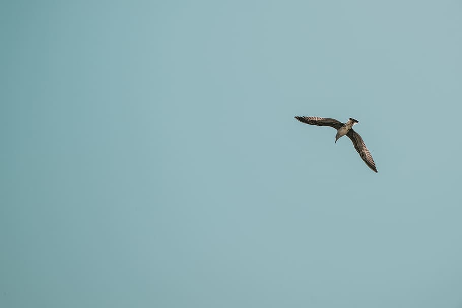 brown bird flying, animals in the wild, animal wildlife, vertebrate HD wallpaper