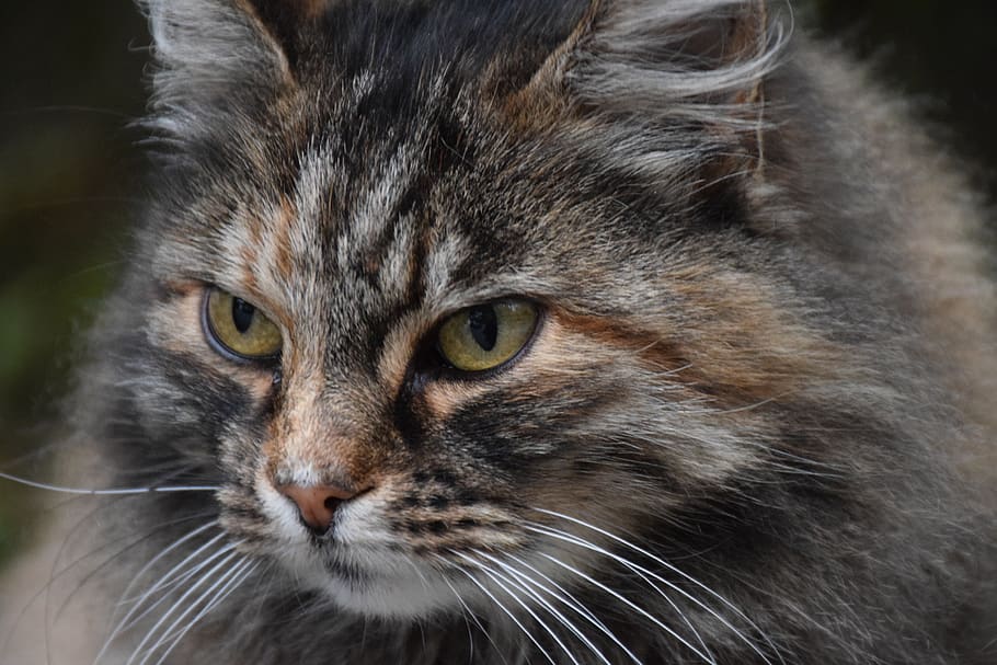 cat, grey, gray, pet, animal, cute, portrait, head, fluffy HD wallpaper