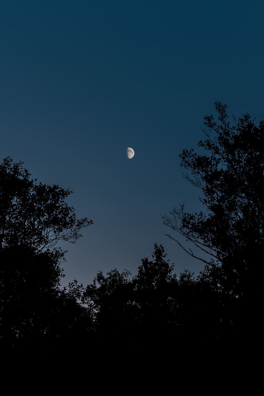 sweden, stockholm archipelago, tree, sky, plant, moon, night, HD wallpaper