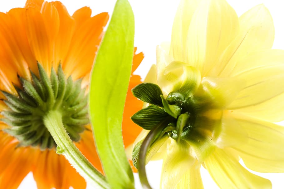 beautiful, blossom, bright, bunch, closeup, detail, flora, floral HD wallpaper