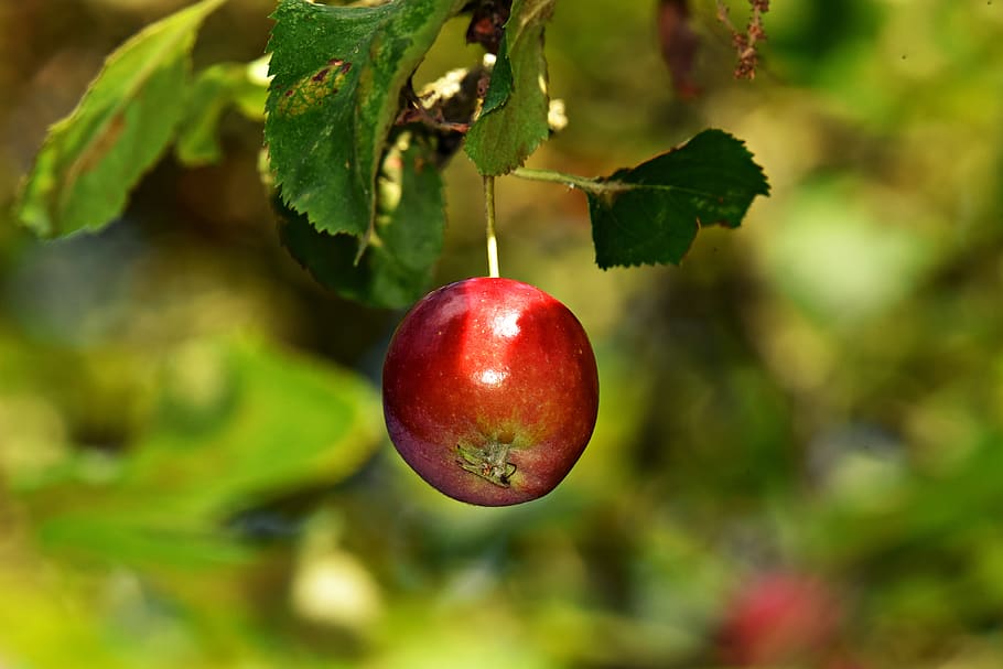 apple, branch, apple tree, fruit, food, nutrition, red, autumn HD wallpaper