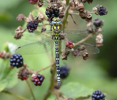 dragonfly, wings, insect, nature, summer, transparent, bug HD wallpaper
