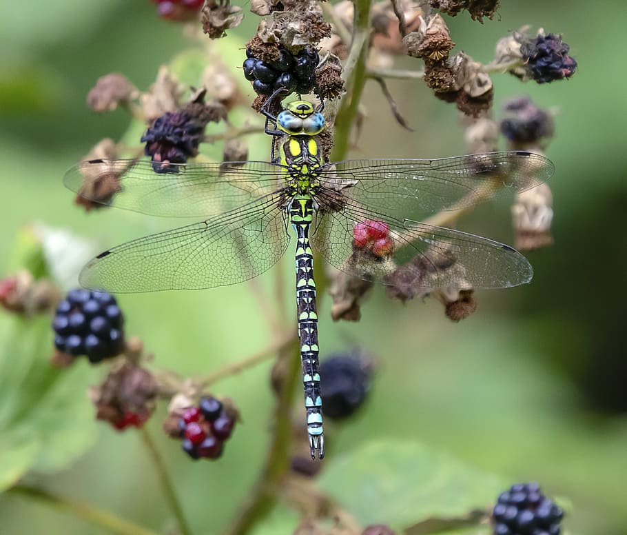 dragonfly, wings, insect, nature, summer, transparent, bug HD wallpaper