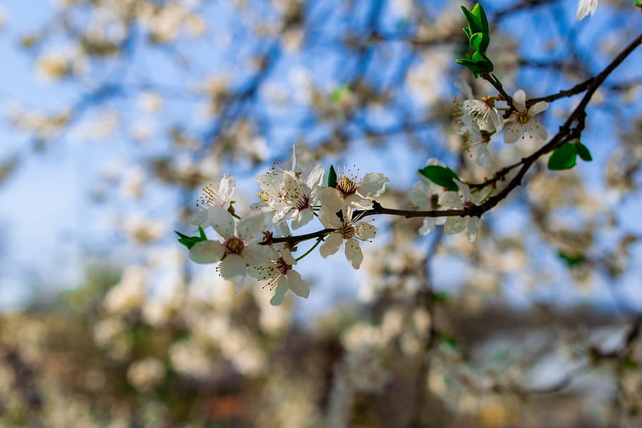 nature, spring, colors, sky, flower, trees, focus, green, leaves HD wallpaper