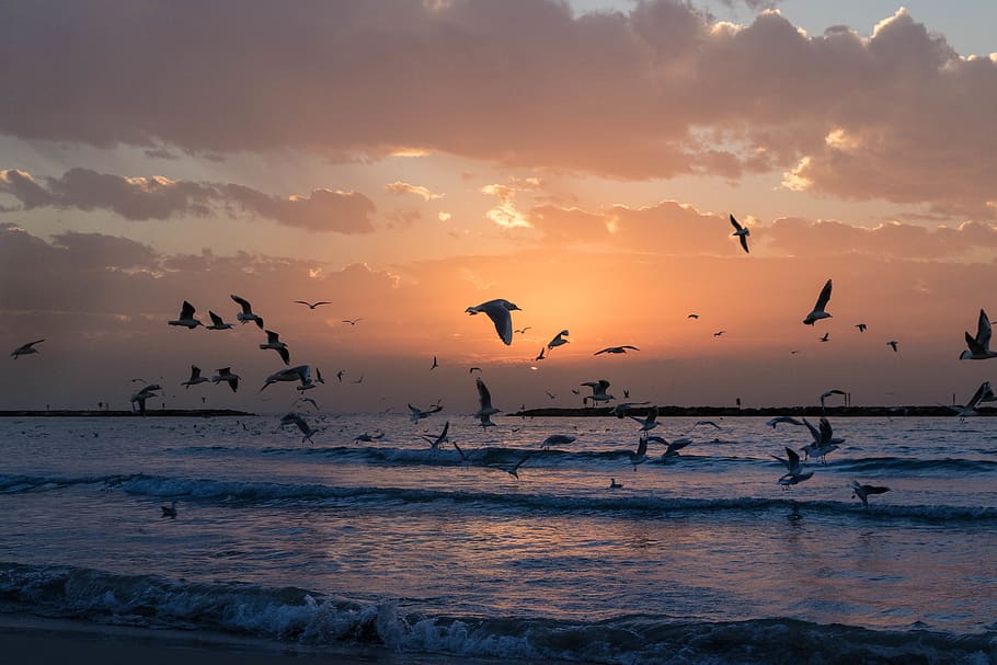 Flock Of White Birds Photo During Sunset, beach, clouds, dawn HD wallpaper