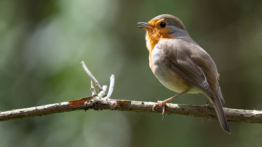birds, robin, common, nature, spring, animal themes, perching HD wallpaper
