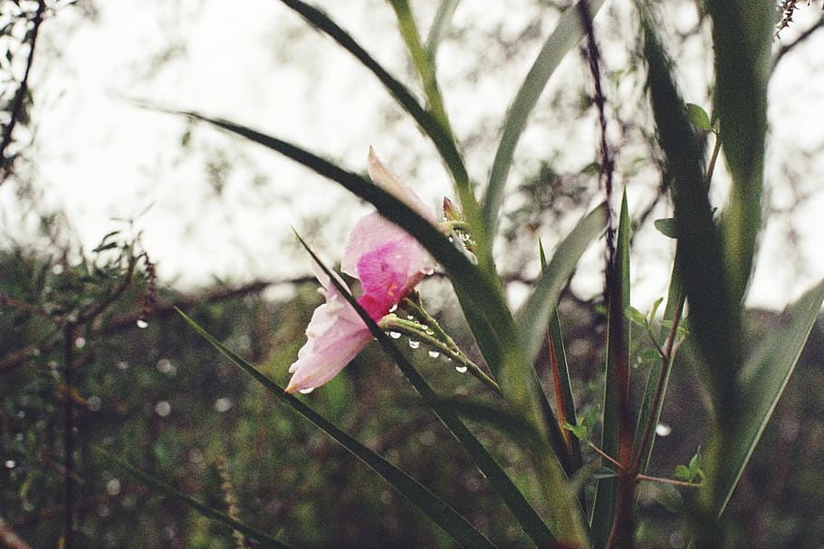 pink-petaled flower, plant, blossom, animal, bird, vegetation HD wallpaper
