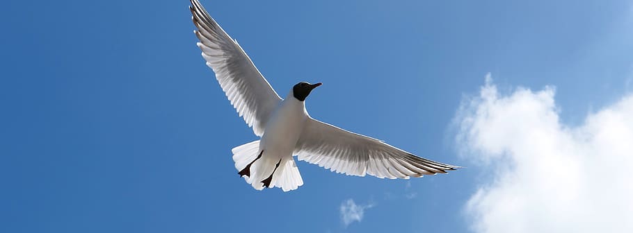 gull, poultry, flying, sea, white, feather, sky, clouds, nature HD wallpaper