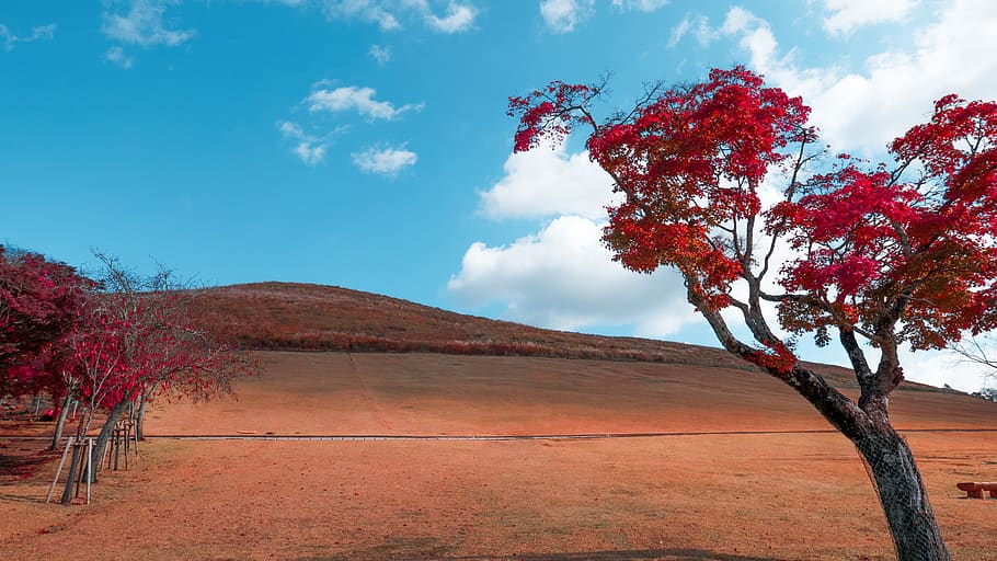 nara, japan, trees, sky, autumn, red, culture, park, landscape HD wallpaper