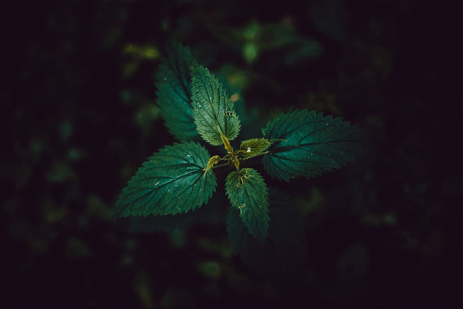 germany, bavaria, green color, plant part, leaf, growth, close-up HD wallpaper