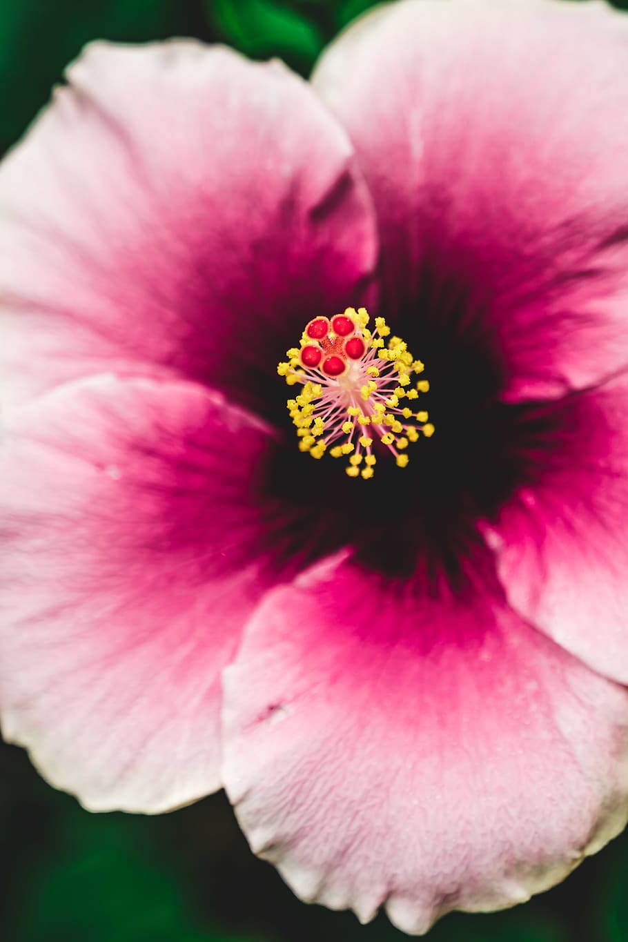 flowering plant, vulnerability, fragility, petal, freshness HD wallpaper