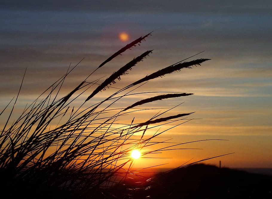 Silhouette Image of Fountain Grass during Sunset in Close Up Photography HD wallpaper