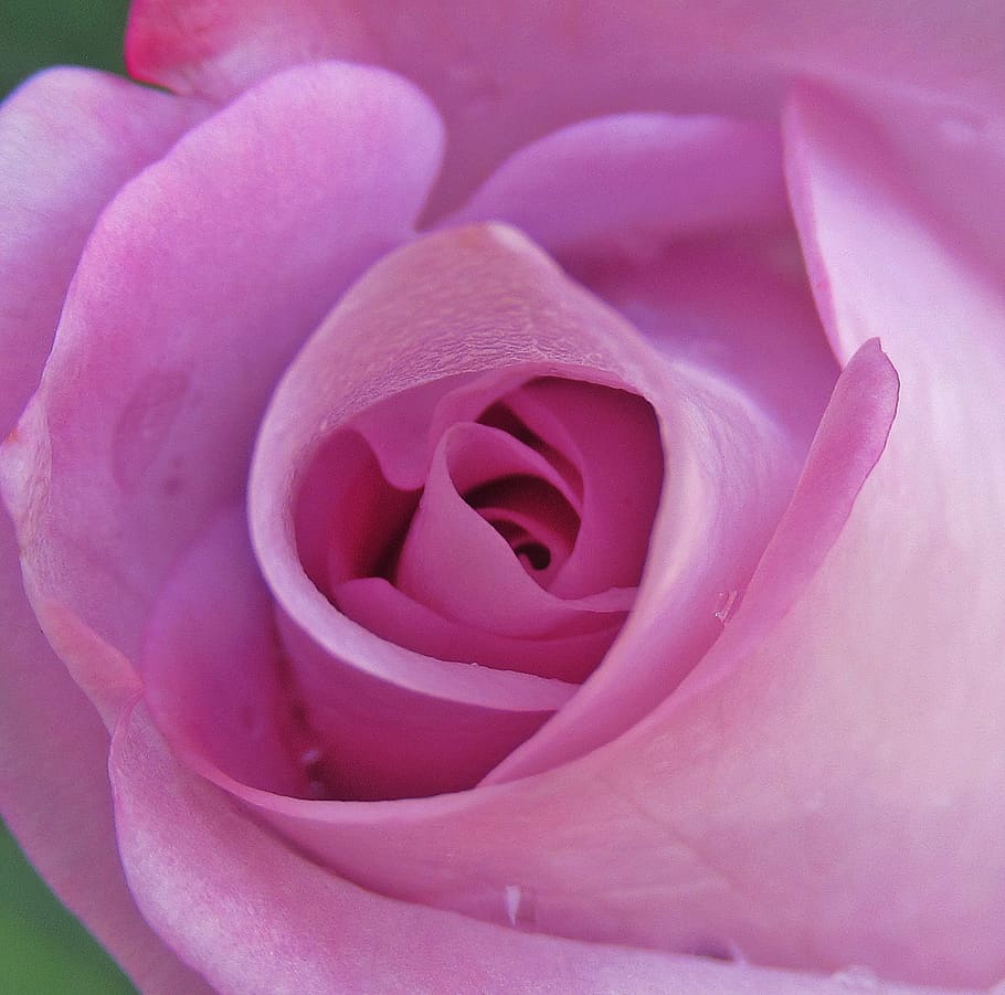 rose, purple, flower, plant, pink color, fragility, flowering plant HD wallpaper