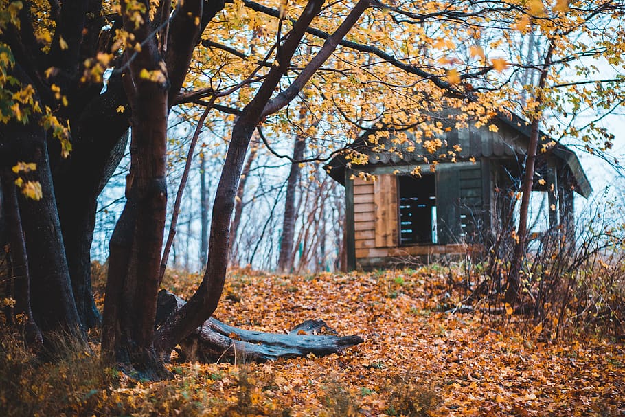 black house surrounded by trees, housing, building, cabin, outdoors HD wallpaper