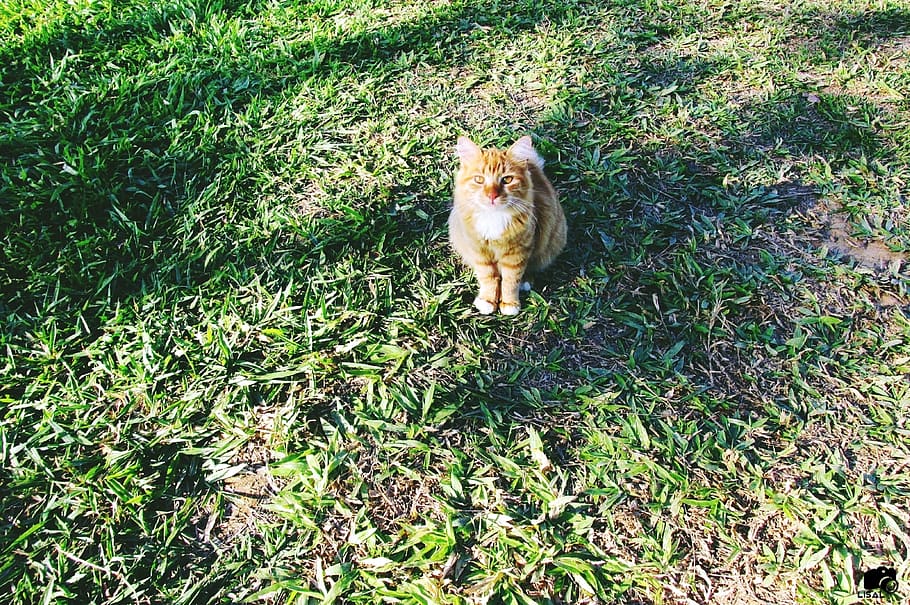 cat, kitten, green, grass, mammal, animal themes, one animal HD wallpaper