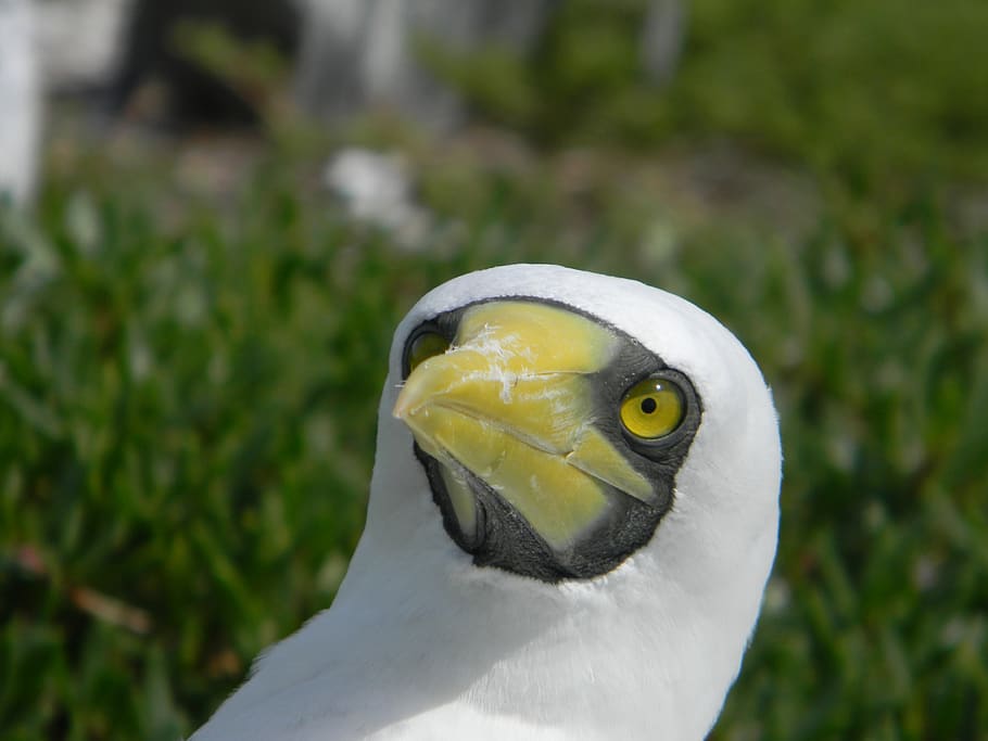 booby, bird, nature, mar, birds, beak, beach, ocean, marine HD wallpaper