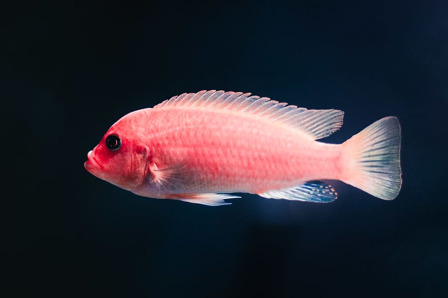 pink pet fish, one animal, animal themes, vertebrate, sea, animal wildlife HD wallpaper