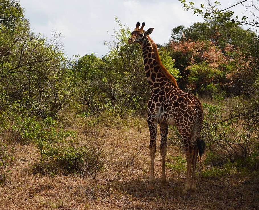 giraffe in forest, animal, wildlife, mammal, plant, vegetation HD wallpaper