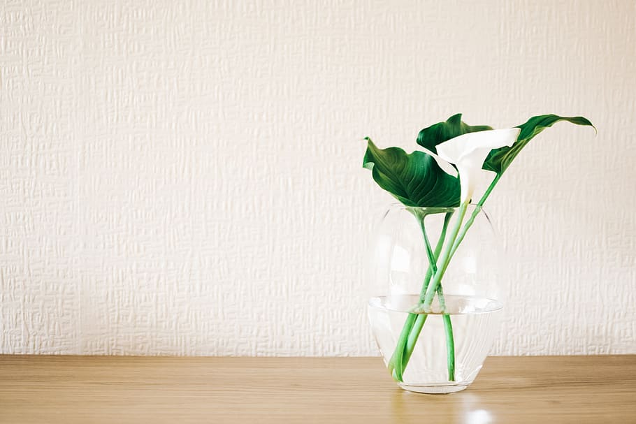 Green Plant on Clear Glass Vase, 4k wallpaper, beautiful, bloom