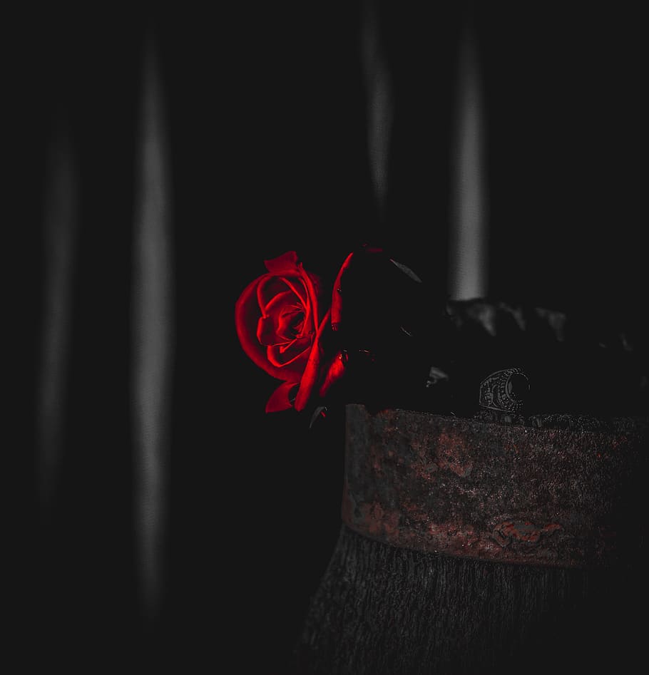 red rose, plant, blossom, flower, tree, apparel, clothing, light HD wallpaper