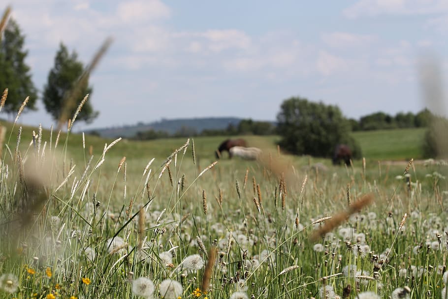 Bed of Dandelion, animals, blurred background, dandelions, daylight HD wallpaper