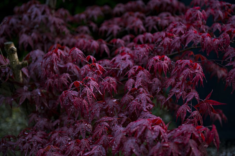 red leafed plants with dew, tree, maple, garden, flower, blossom HD wallpaper