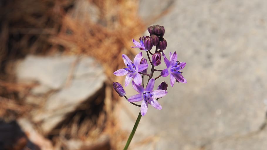 croatia, split, sun, violet, flower, flowering plant, freshness HD wallpaper
