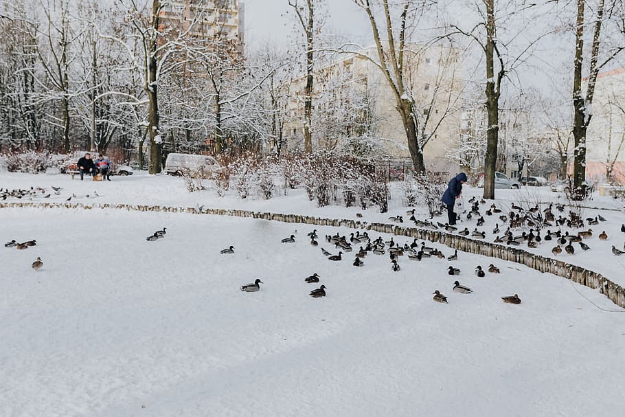 Wintery Park, white, clean, outdoor, trees, cold, snow, snowy HD wallpaper
