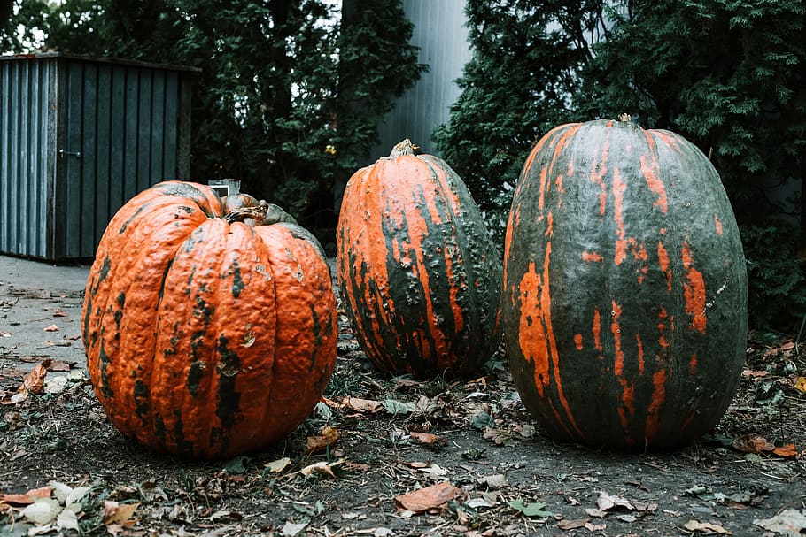 three squash on ground, pumpkin, food and drink, tree, day, nature HD wallpaper