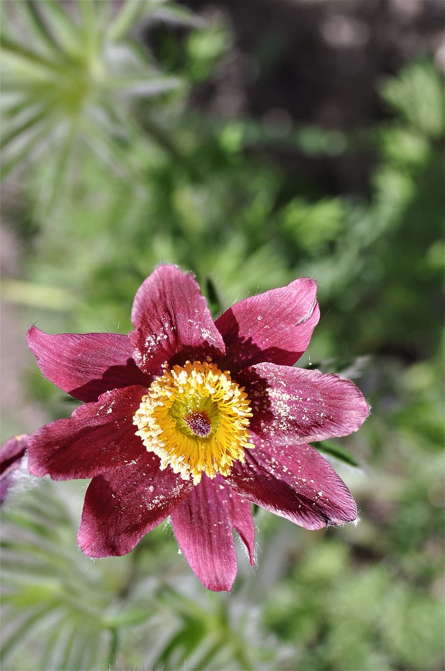 flower, nature, spring, summer, the petals, garden, plant, pink HD wallpaper