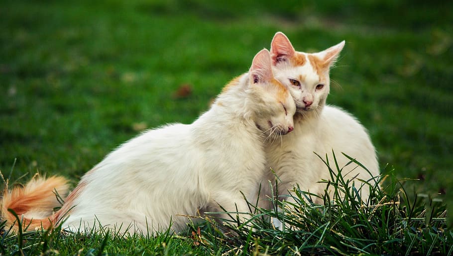 green, grass, playground, nature, white, cat, kitten, animal HD wallpaper