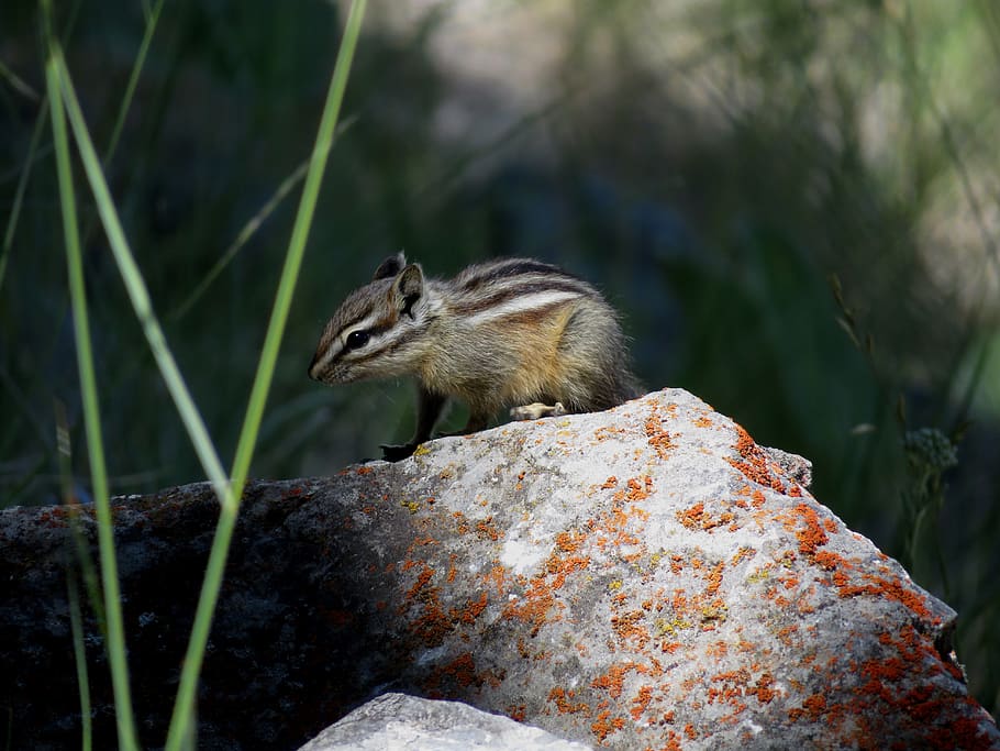 chipmunk, rodent, stripes, cute, animal, furry, wildlife, small, HD wallpaper