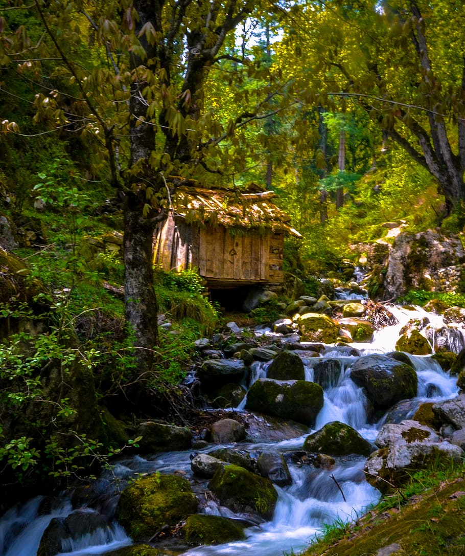 india, sosan, biskeri thatch, plant, water, tree, forest, nature HD wallpaper