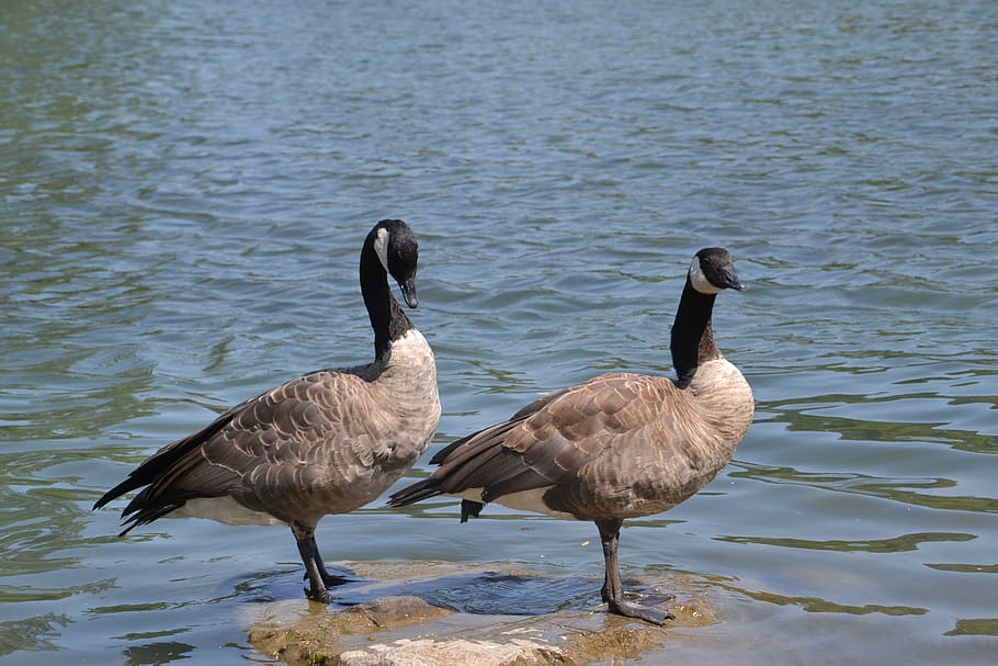 duck, water, nature, bird, lake, animals in the wild, vertebrate HD wallpaper