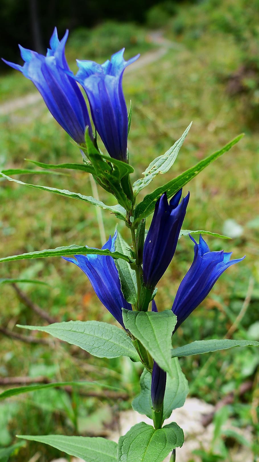 flower, alps, blue, mountain, nature, summer, prairie, plant HD wallpaper