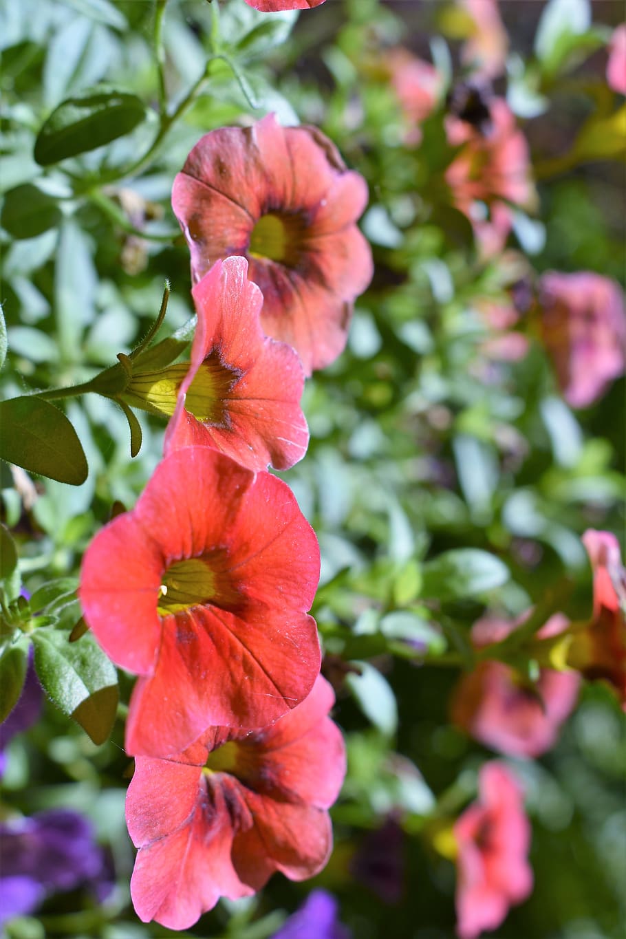 plant, geranium, flower, blossom, petal, garden, flowers, red HD wallpaper