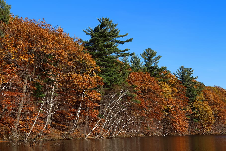 fall, lake, birch, nature, water, autumn, romantic, atmospheric HD wallpaper