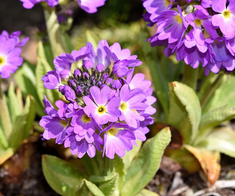 primrose, purple, bloom, blooming, nature, garden, flower, fragrance HD wallpaper