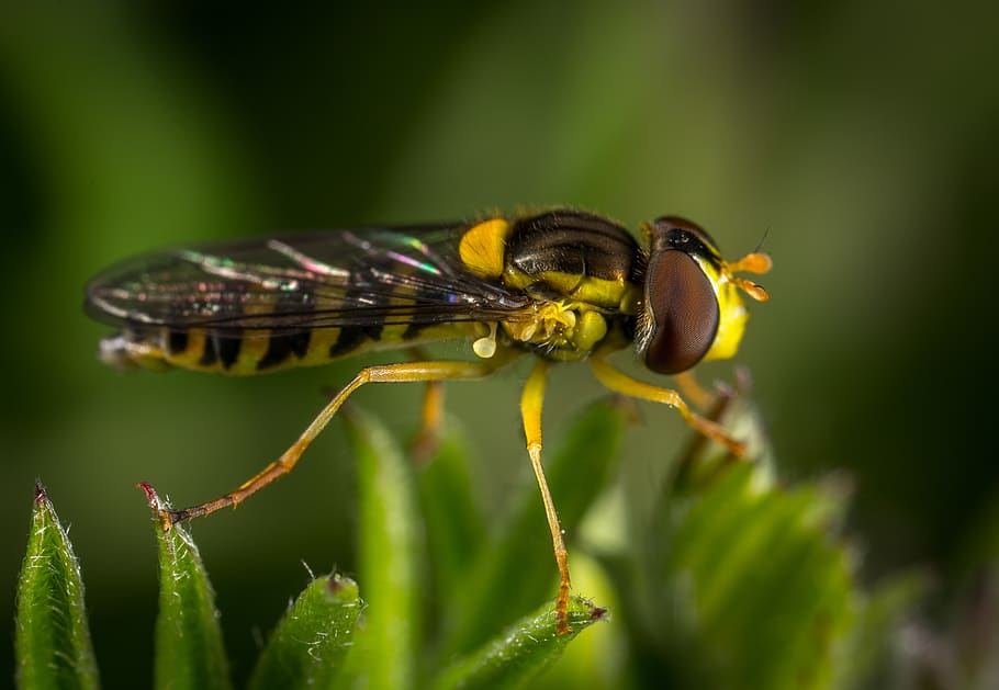 Black And Yellow Insect, close-up, eyes, little, macro, wings HD wallpaper