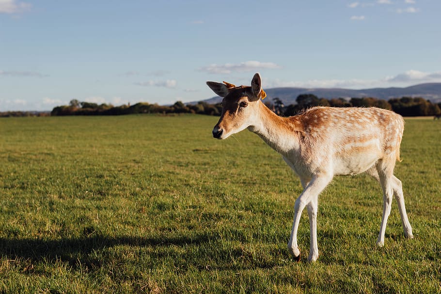 brown deer on open field during daytime, animal, animal themes HD wallpaper